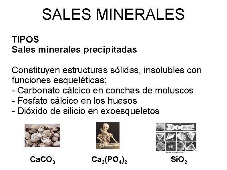 SALES MINERALES TIPOS Sales minerales precipitadas Constituyen estructuras sólidas, insolubles con funciones esqueléticas: -