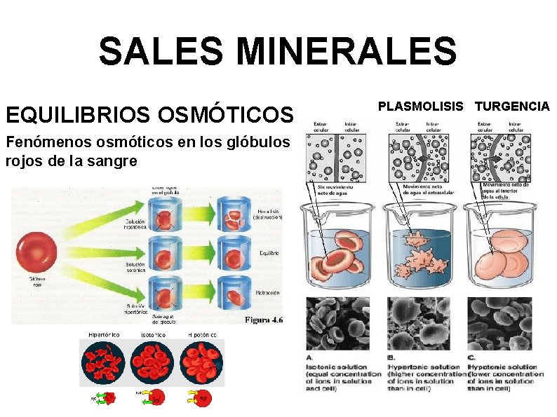 SALES MINERALES EQUILIBRIOS OSMÓTICOS Fenómenos osmóticos en los glóbulos rojos de la sangre PLASMOLISIS