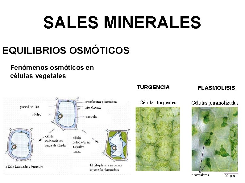 SALES MINERALES EQUILIBRIOS OSMÓTICOS Fenómenos osmóticos en células vegetales TURGENCIA PLASMOLISIS 