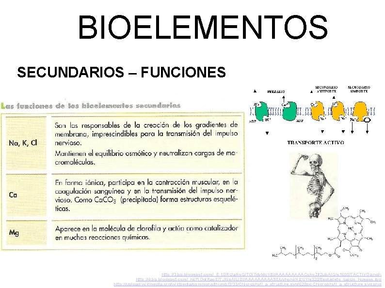 BIOELEMENTOS SECUNDARIOS – FUNCIONES http: //3. bp. blogspot. com/_E_t. DRLfa. No. Q/TOl 7 dy.