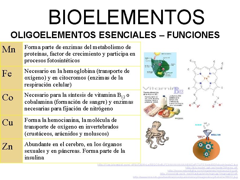BIOELEMENTOS OLIGOELEMENTOS ESENCIALES – FUNCIONES Mn Forma parte de enzimas del metabolismo de proteínas,