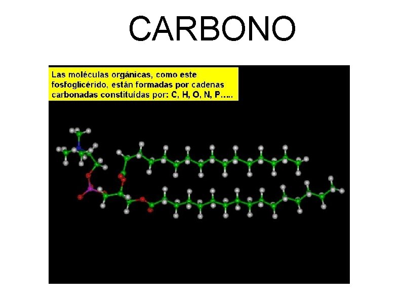 CARBONO 