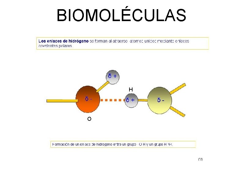 BIOMOLÉCULAS H O 