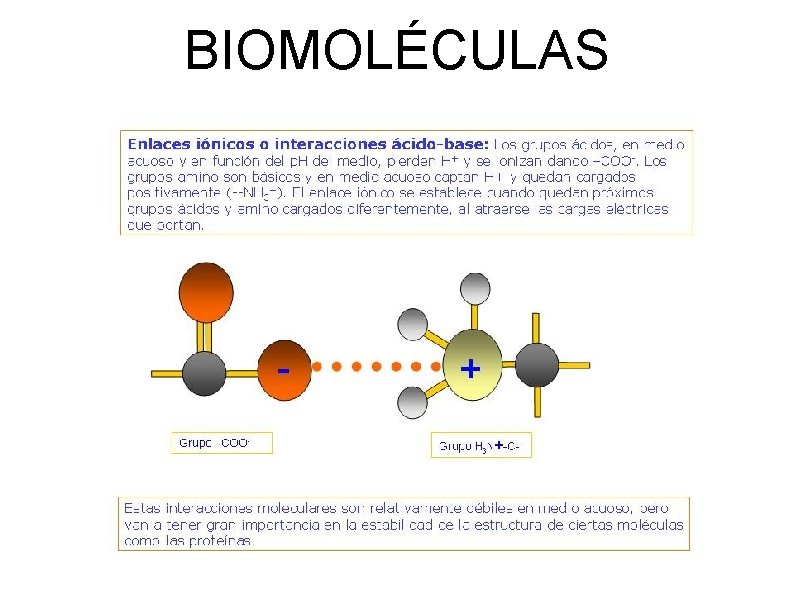 BIOMOLÉCULAS 