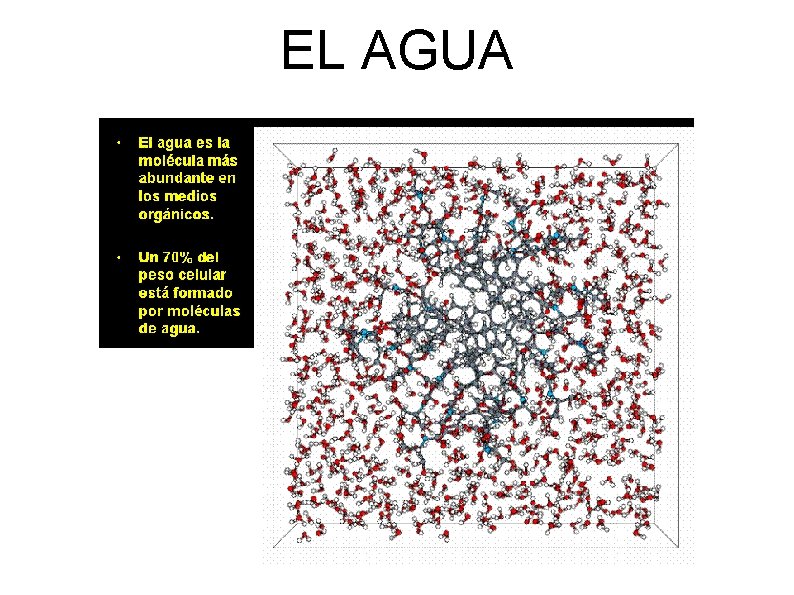 EL AGUA 