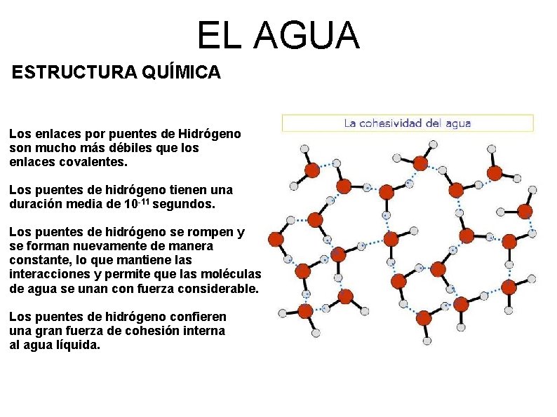 EL AGUA ESTRUCTURA QUÍMICA Los enlaces por puentes de Hidrógeno son mucho más débiles