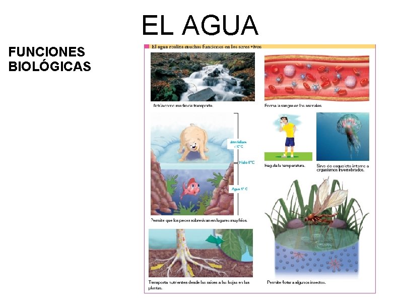 EL AGUA FUNCIONES BIOLÓGICAS 