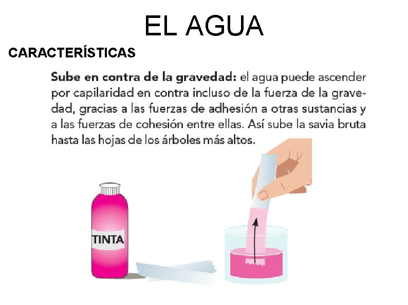 EL AGUA CARACTERÍSTICAS 