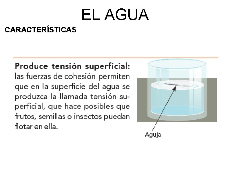 EL AGUA CARACTERÍSTICAS 