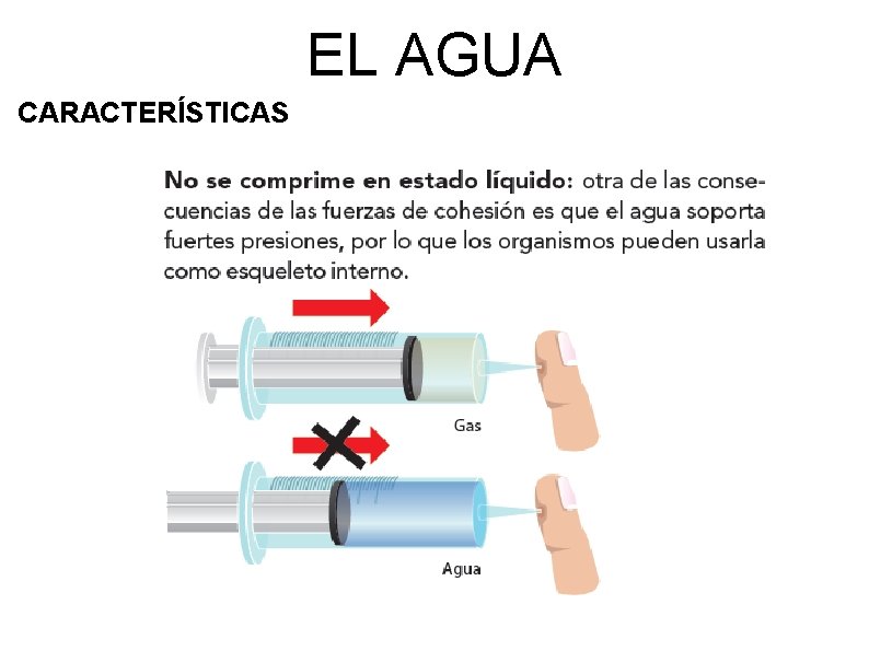 EL AGUA CARACTERÍSTICAS 