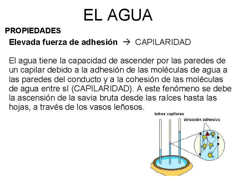 EL AGUA PROPIEDADES Elevada fuerza de adhesión CAPILARIDAD El agua tiene la capacidad de