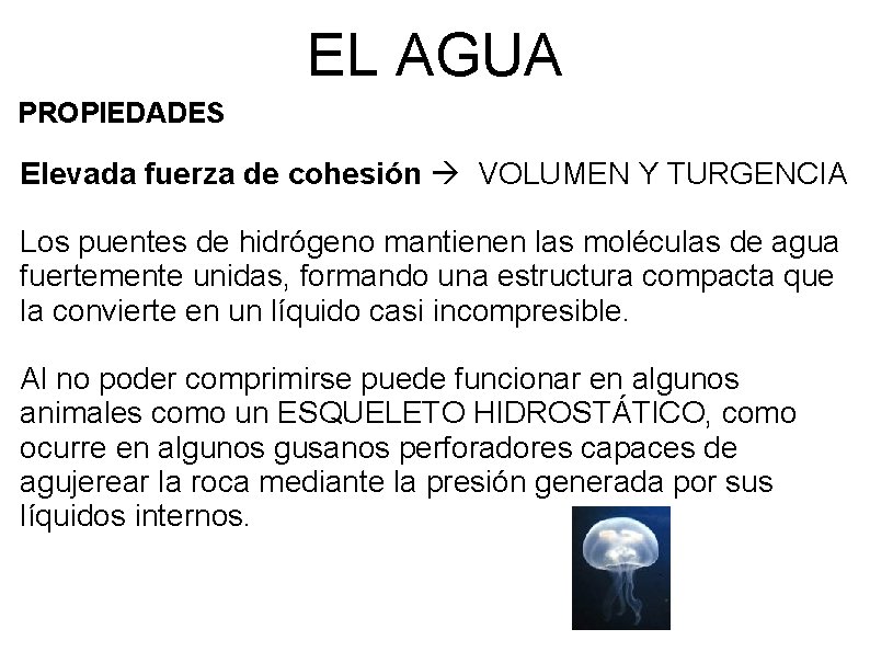 EL AGUA PROPIEDADES Elevada fuerza de cohesión VOLUMEN Y TURGENCIA Los puentes de hidrógeno