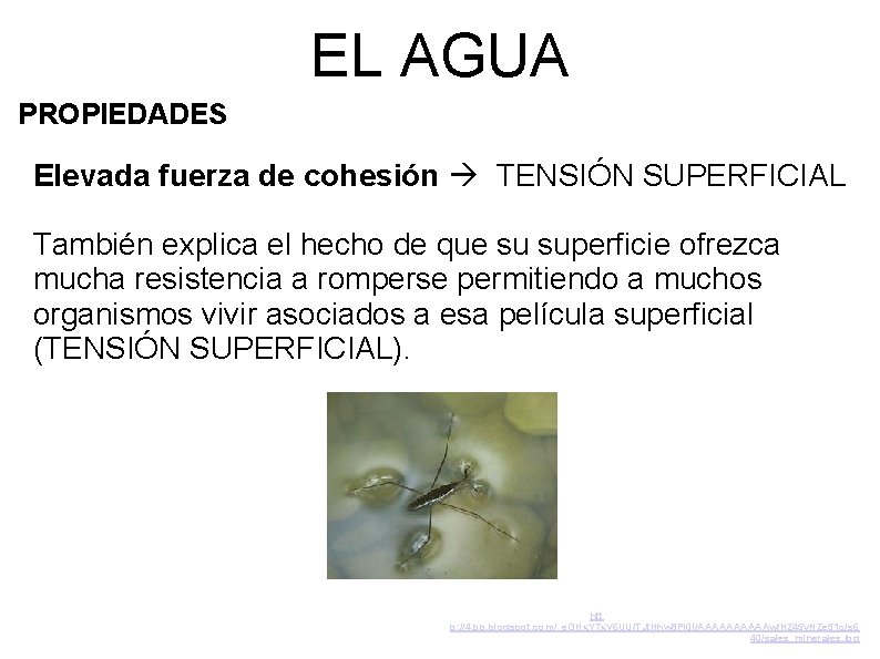 EL AGUA PROPIEDADES Elevada fuerza de cohesión TENSIÓN SUPERFICIAL También explica el hecho de