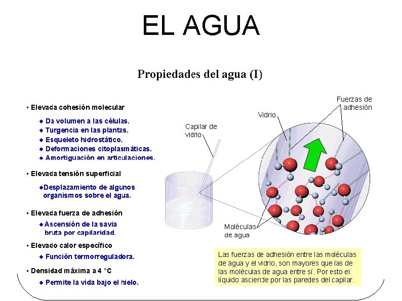 EL AGUA 