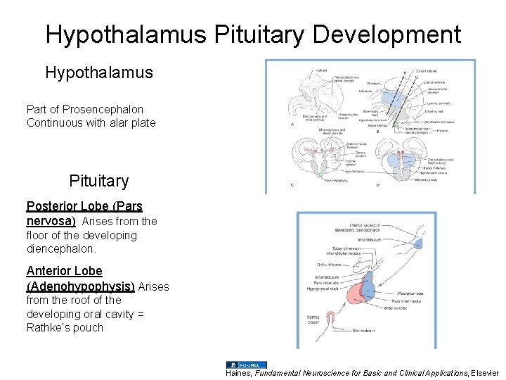 Hypothalamus Pituitary Development Hypothalamus Part of Prosencephalon Continuous with alar plate Pituitary Posterior Lobe