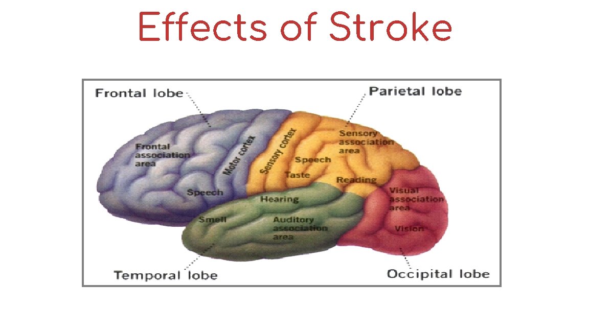Effects of Stroke 