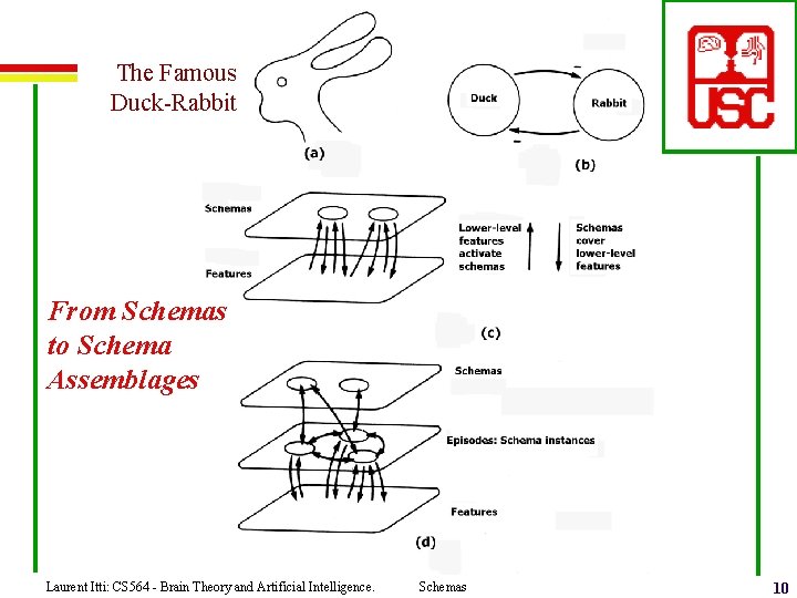 The Famous Duck-Rabbit From Schemas to Schema Assemblages Laurent Itti: CS 564 - Brain