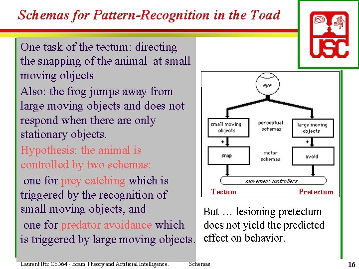 Schemas for Pattern-Recognition in the Toad One task of the tectum: directing the snapping