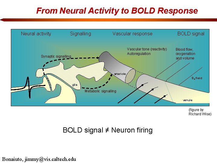From Neural Activity to BOLD Response Neural activity Signalling Vascular response Vascular tone (reactivity)