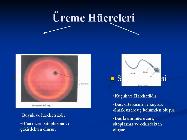 Üreme Hücreleri n Yumurta hücresi n Sperm Hücresi • Küçük ve Hareketlidir. • Büyük