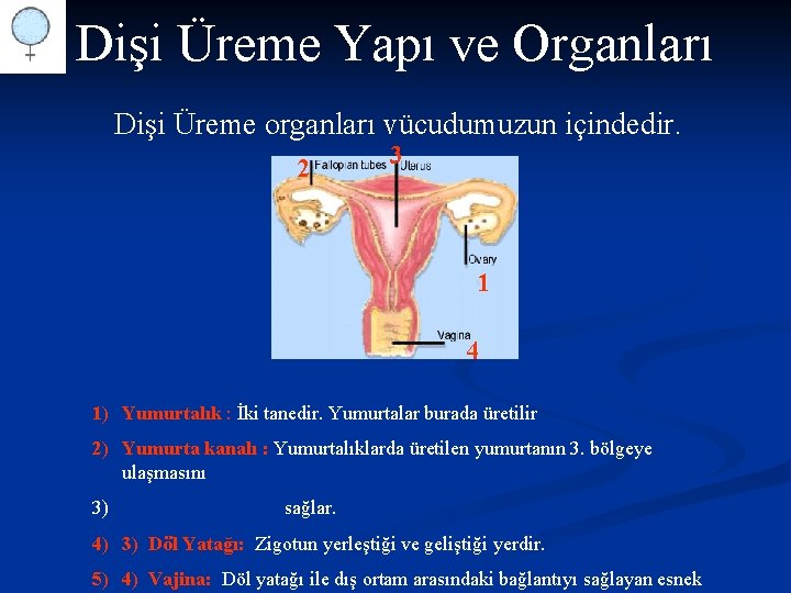 Dişi Üreme Yapı ve Organları Dişi Üreme organları vücudumuzun içindedir. 2 3 1 4