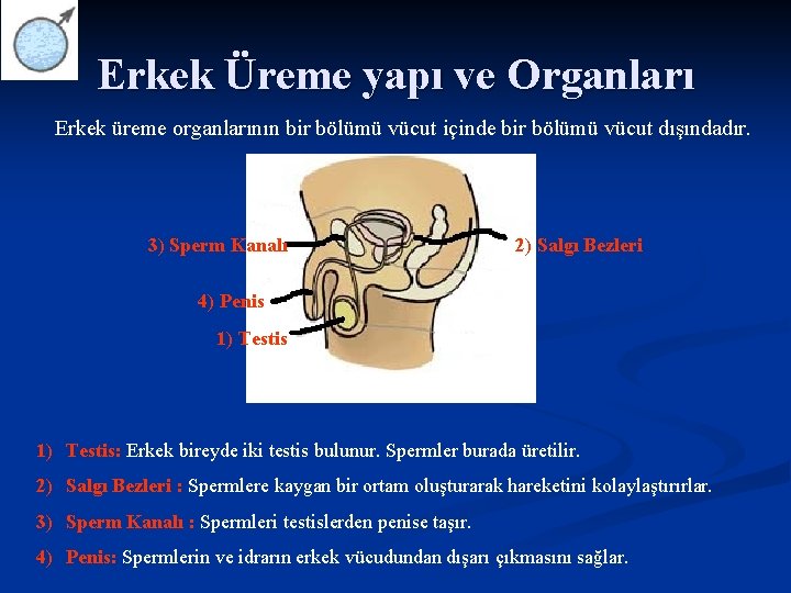 Erkek Üreme yapı ve Organları Erkek üreme organlarının bir bölümü vücut içinde bir bölümü