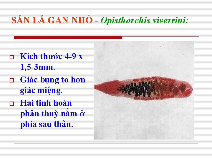 SÁN LÁ GAN NHỎ - Opisthorchis viverrini: o o o Kích thước 4 -9