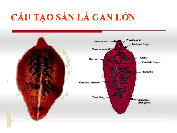 CẤU TẠO SÁN LÁ GAN LỚN 