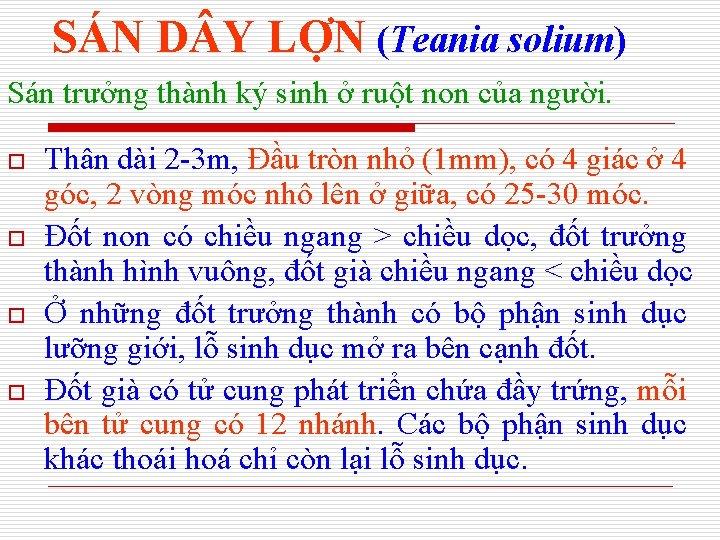 SÁN D Y LỢN (Teania solium) Sán trưởng thành ký sinh ở ruột non