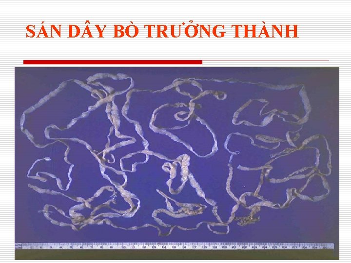 SÁN D Y BÒ TRƯỞNG THÀNH 