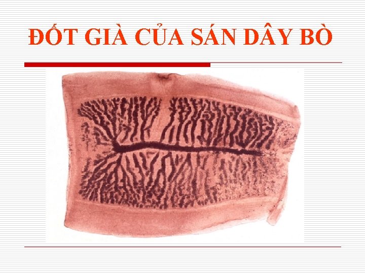 ĐỐT GIÀ CỦA SÁN D Y BÒ 