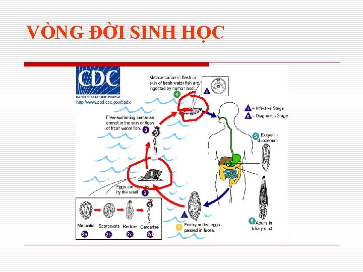 VÒNG ĐỜI SINH HỌC 