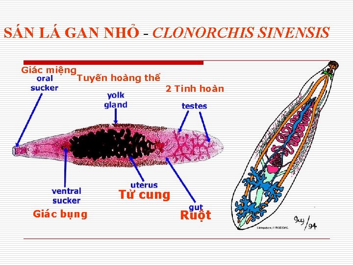 SÁN LÁ GAN NHỎ - CLONORCHIS SINENSIS Giác miệng Tuyến hoàng thể 2 Tinh