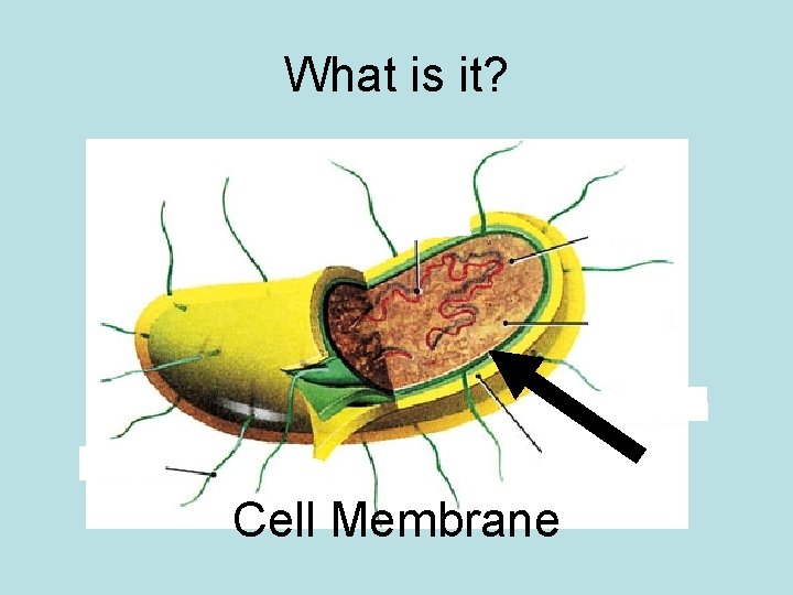 What is it? Cell Membrane 
