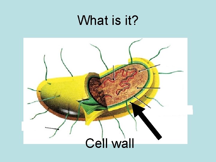 What is it? Cell wall 