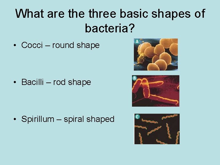 What are three basic shapes of bacteria? • Cocci – round shape • Bacilli