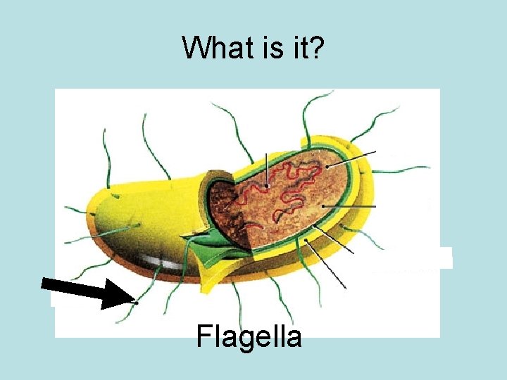 What is it? Flagella 