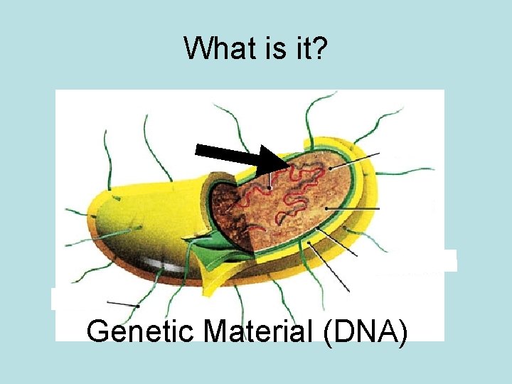 What is it? Genetic Material (DNA) 