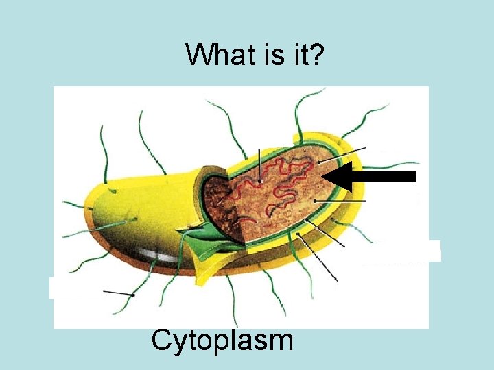 What is it? Cytoplasm 