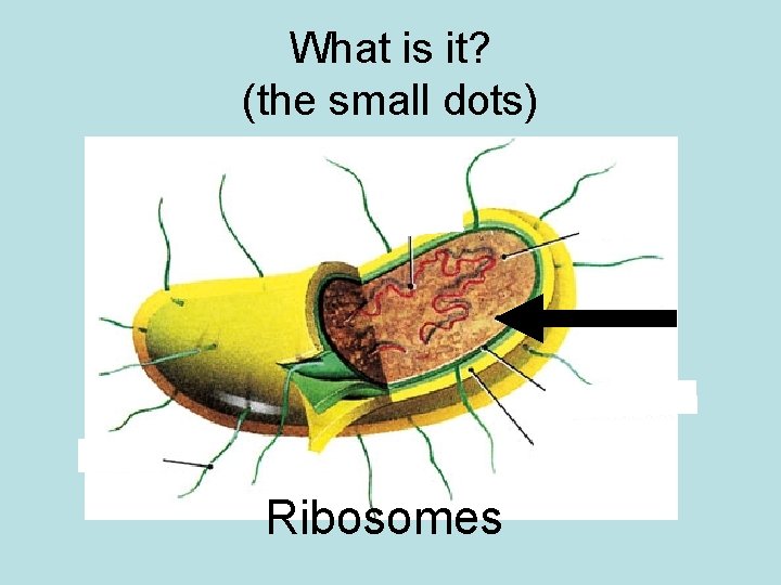 What is it? (the small dots) Ribosomes 