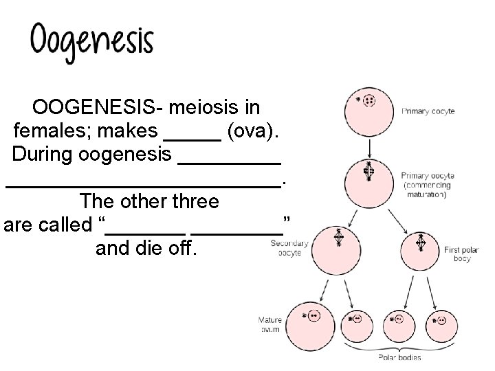 OOGENESIS- meiosis in females; makes _____ (ova). During oogenesis _________________. The other three are