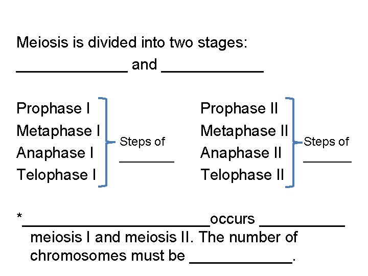 Meiosis is divided into two stages: _______ and ______ Prophase I Metaphase I Anaphase