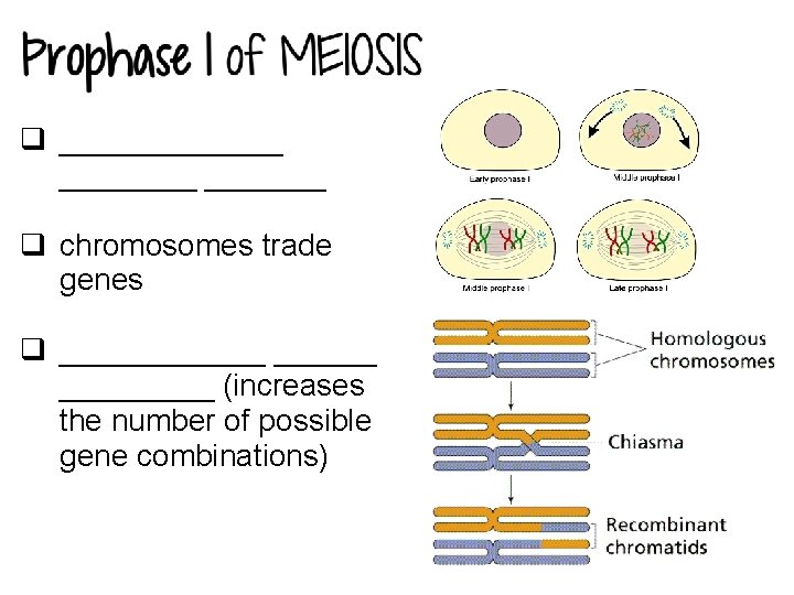 q _______ q chromosomes trade genes q _________ (increases the number of possible gene