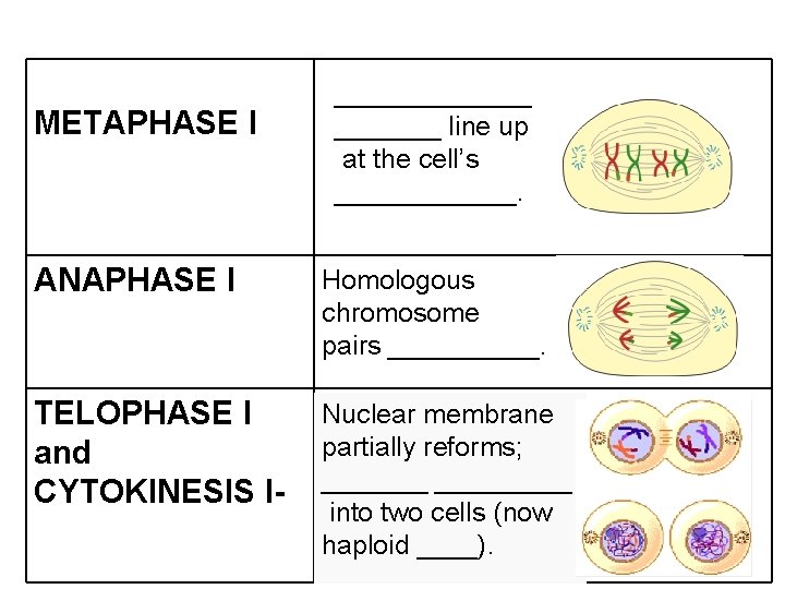 METAPHASE I _______ line up at the cell’s ______. ANAPHASE I Homologous chromosome pairs