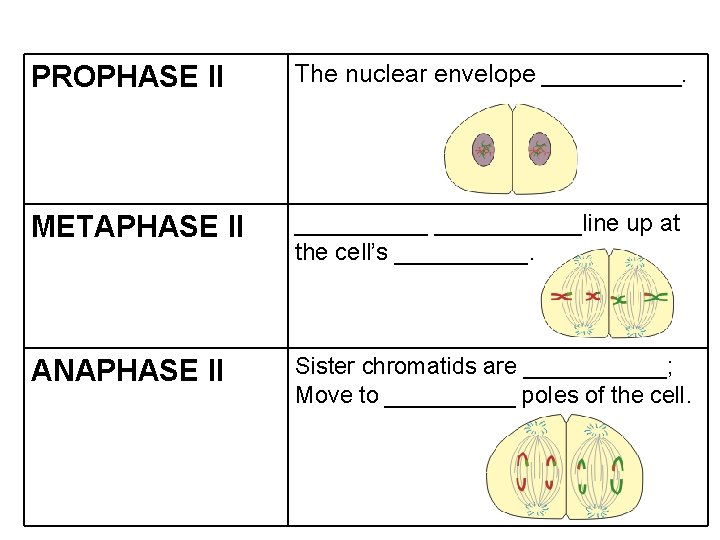 PROPHASE II The nuclear envelope _____. METAPHASE II ___________line up at the cell’s _____.