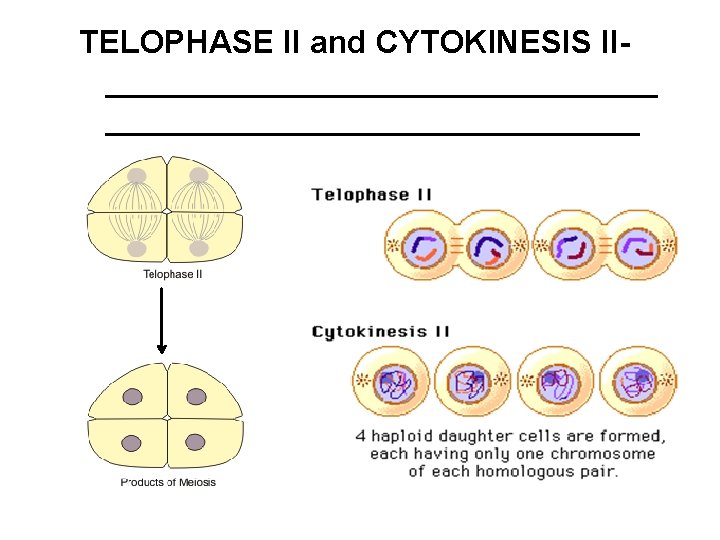 TELOPHASE II and CYTOKINESIS II________________ 