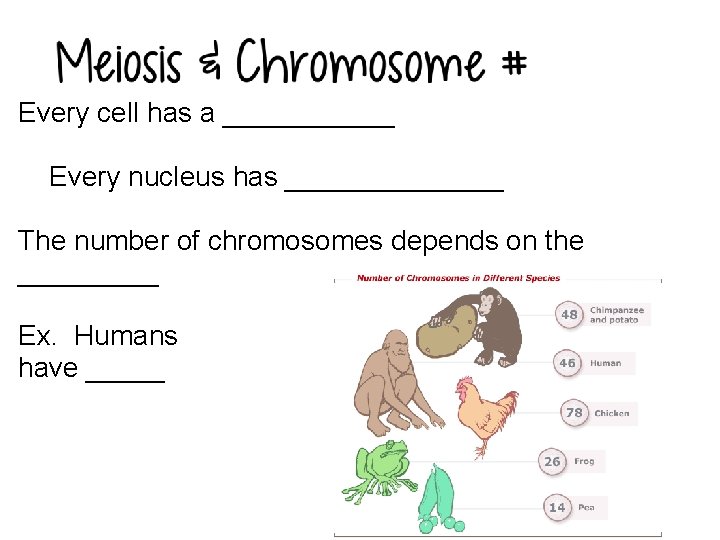 Every cell has a ______ Every nucleus has _______ The number of chromosomes depends