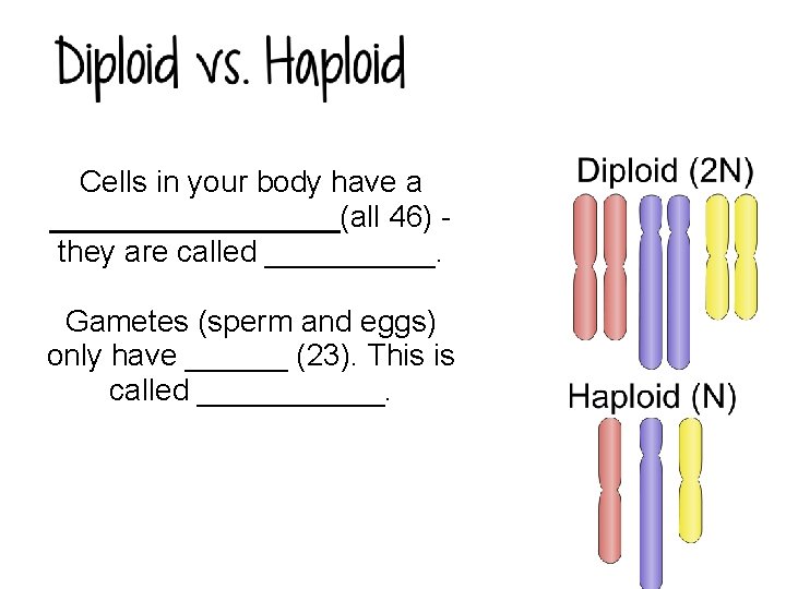 Cells in your body have a _________(all 46) they are called _____. Gametes (sperm