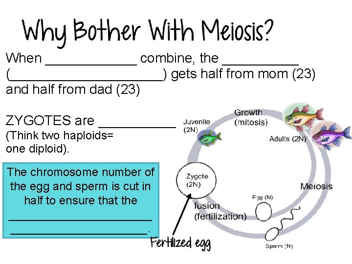 . When ______ combine, the _____ (__________) gets half from mom (23) and half