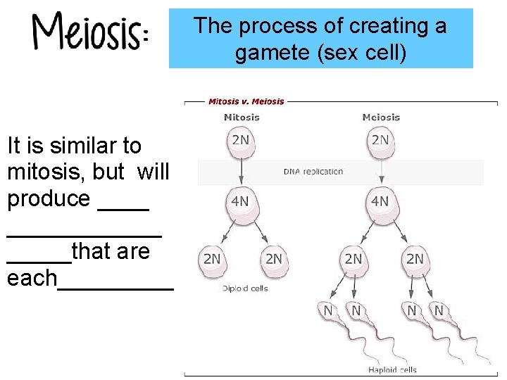 The process of creating a gamete (sex cell) It is similar to mitosis, but